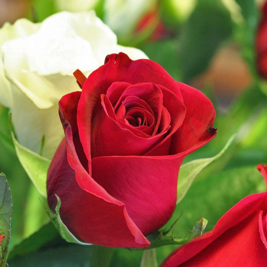 Красная и белая роза