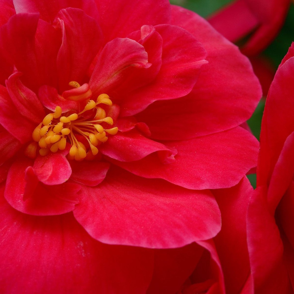 Красные большие цветы