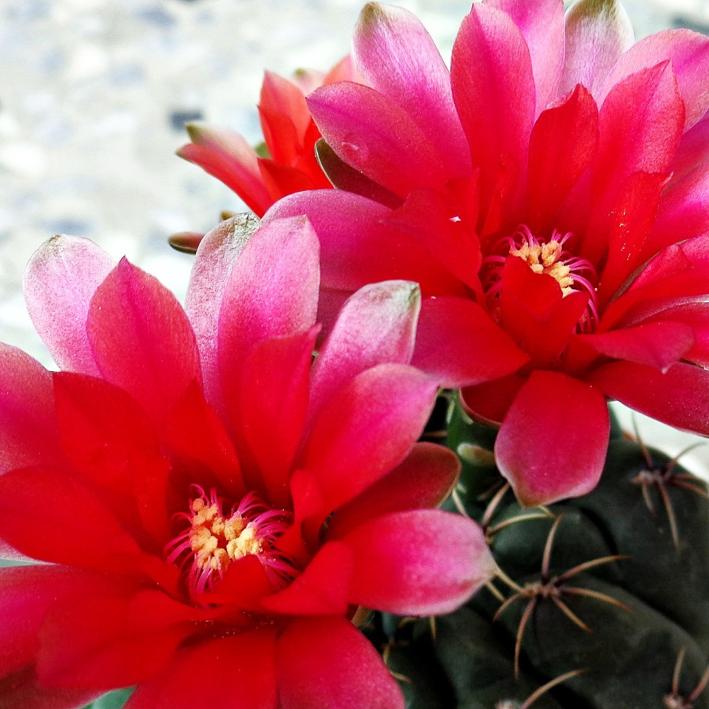 Красные цветы на кактусе