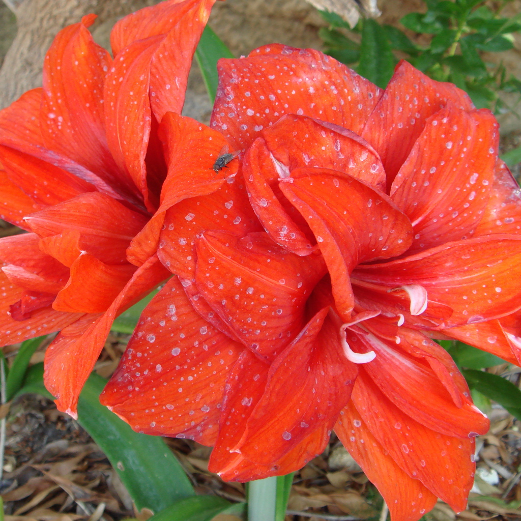 Красные цветы с каплями