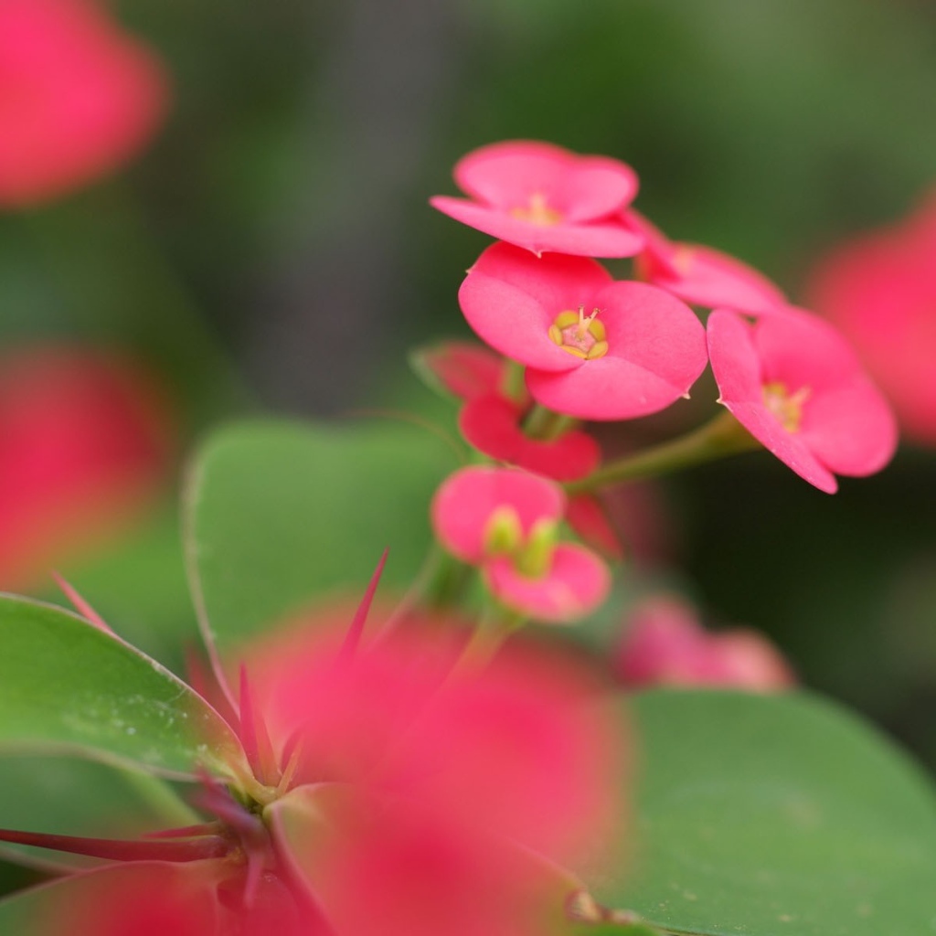 Красные мелкие цветы