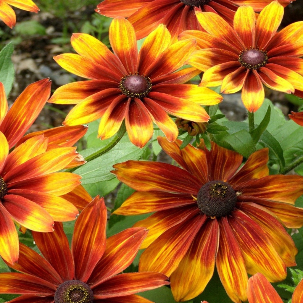 Красно желтые цветы