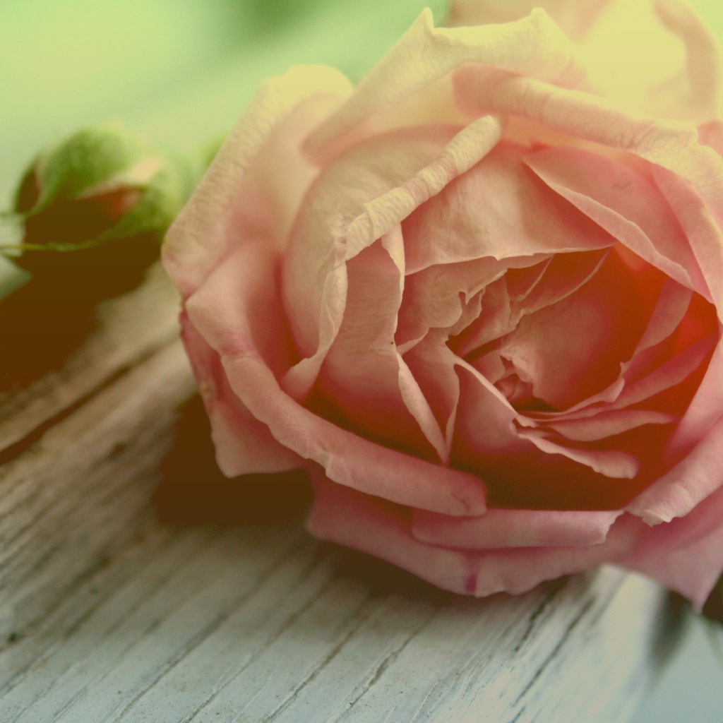 Роза и бутоны на доске