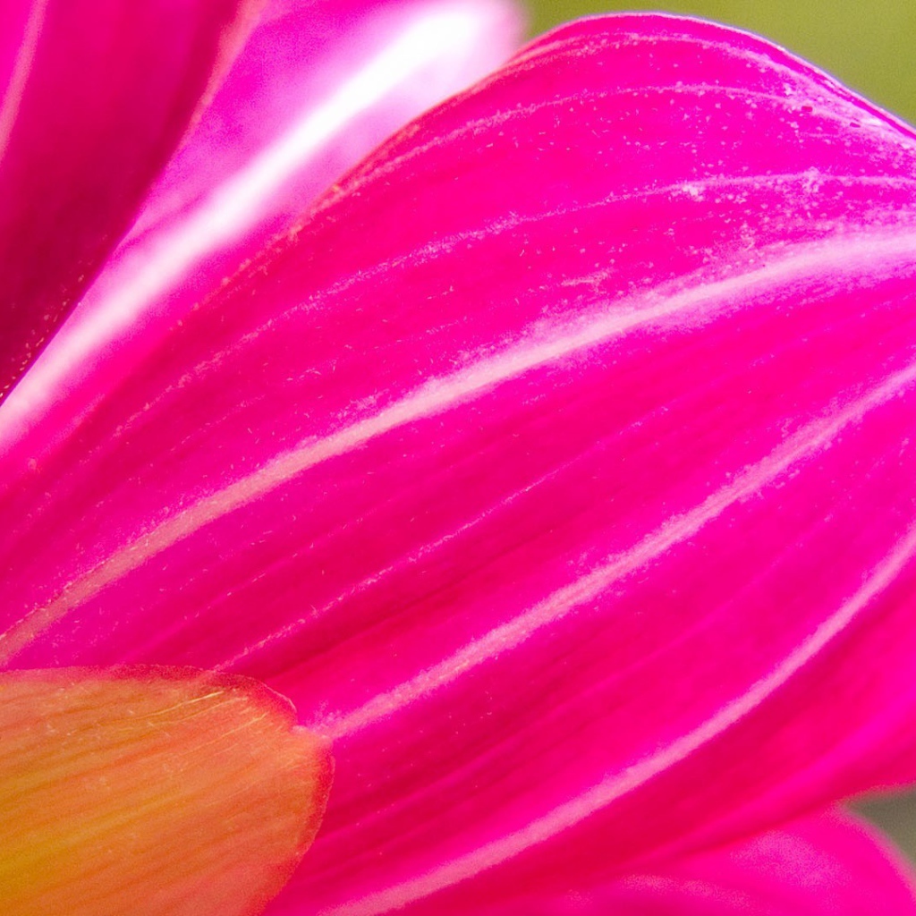 Розовый лепесток цветка