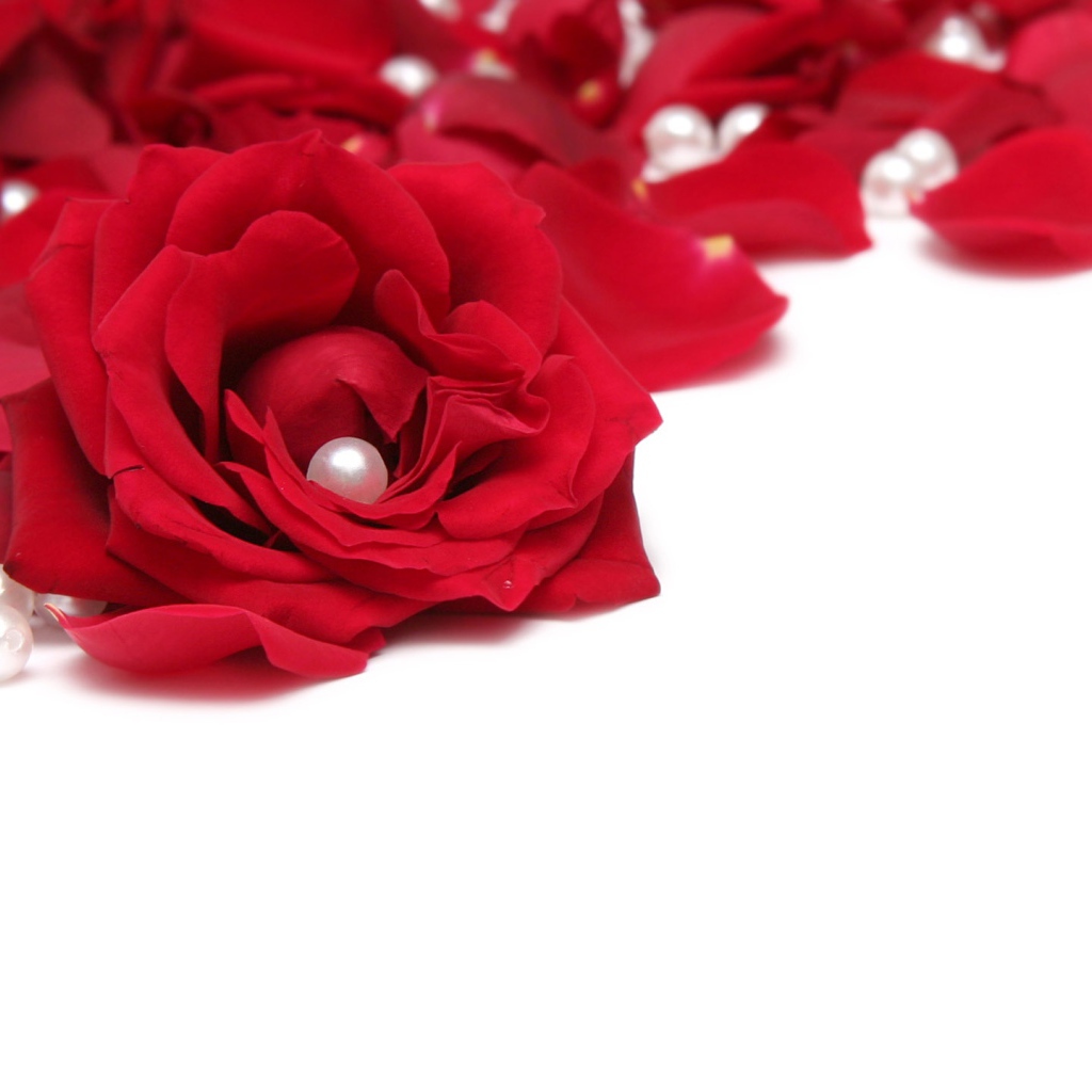 Розы и жемчуг