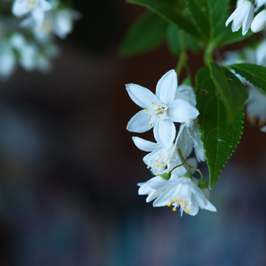 Маленькие белые цветы