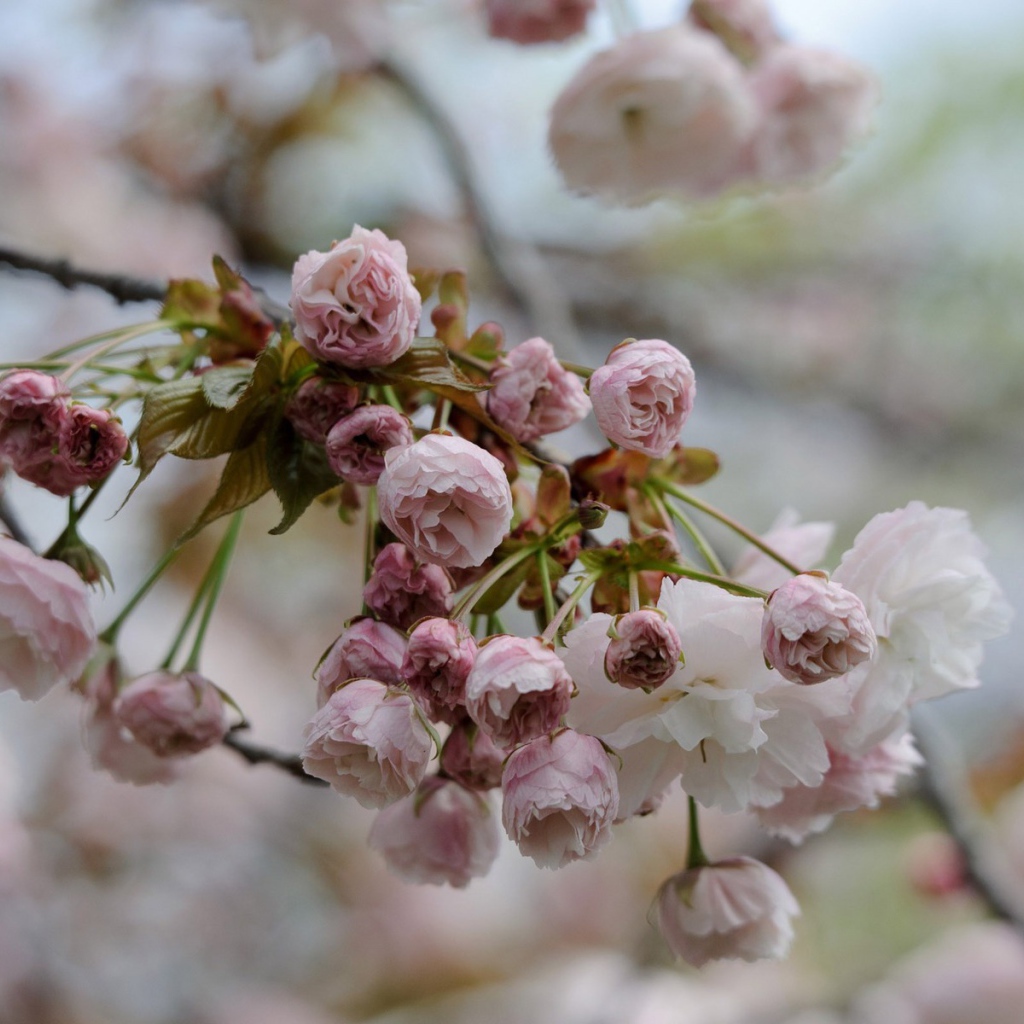 Весеннее цветение в Японии