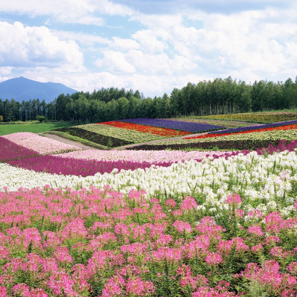 	   The flower fields in summer