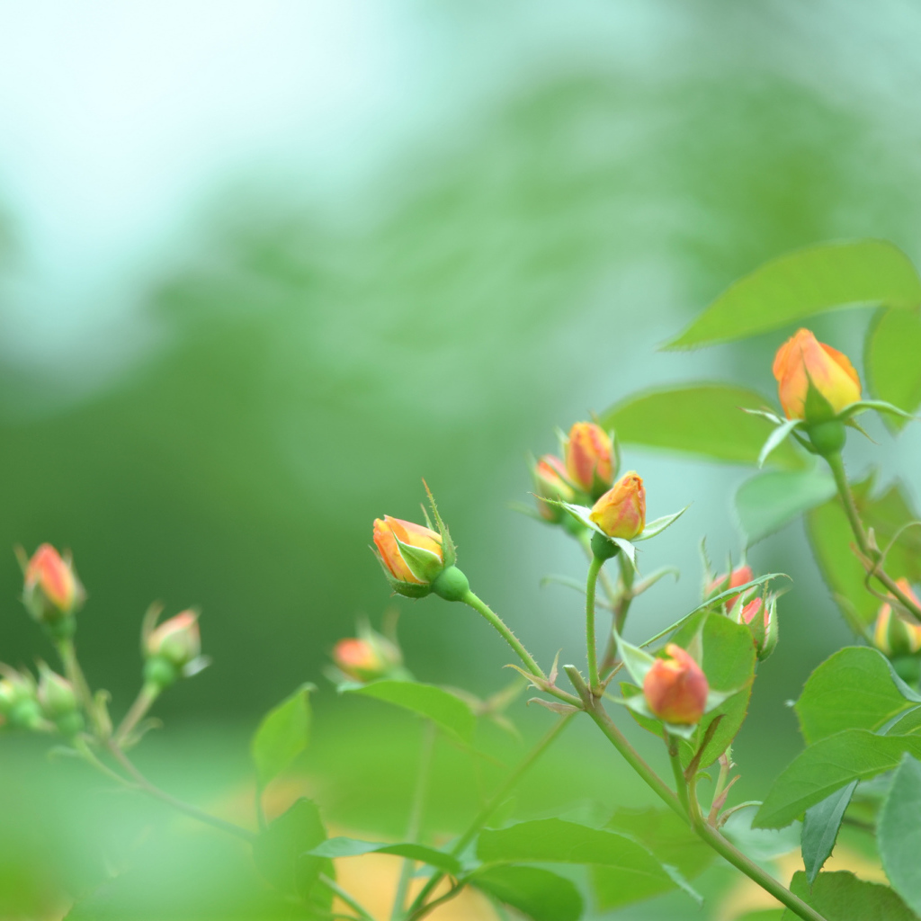 Нераскрытые бутоны роз