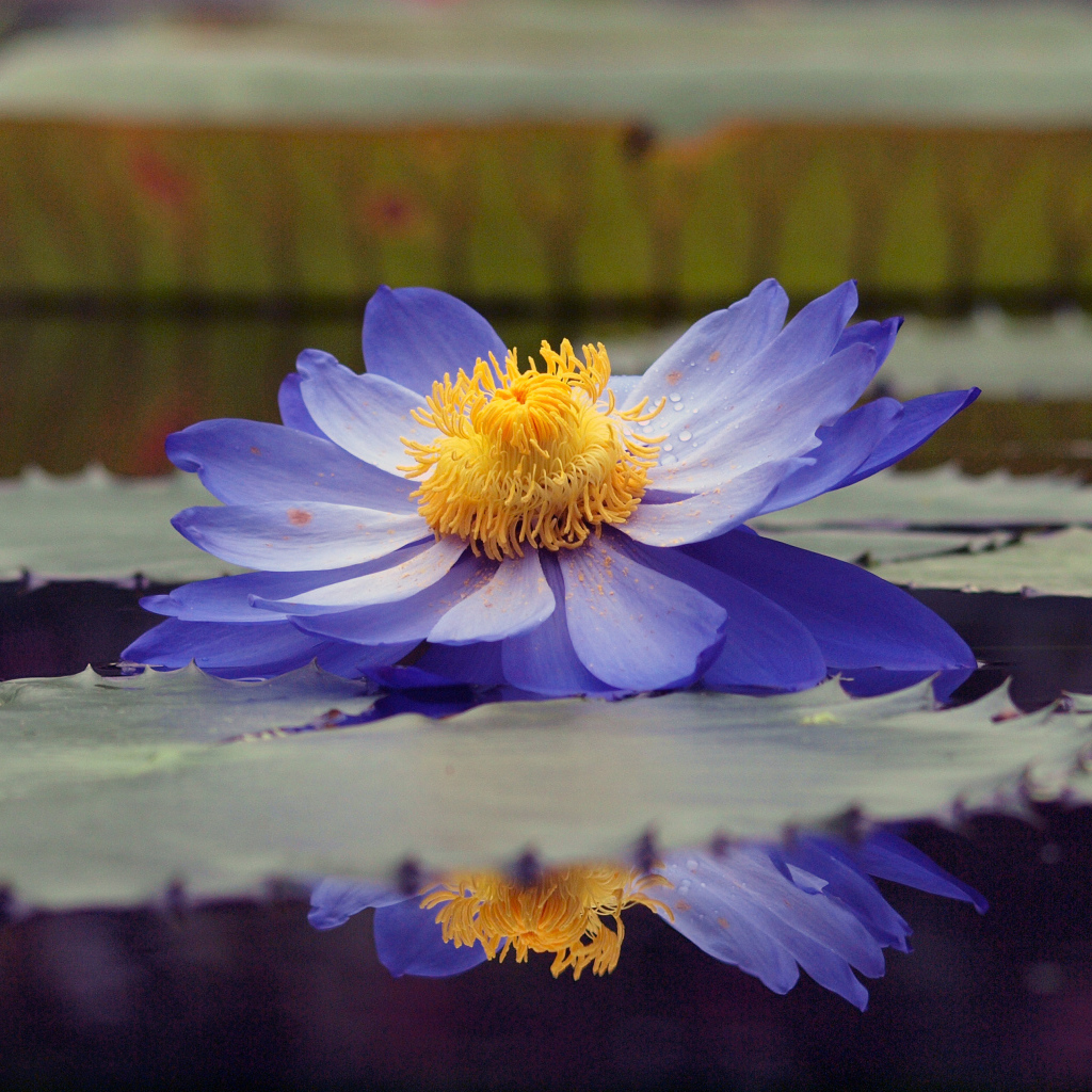 Водяная лилия на пруду