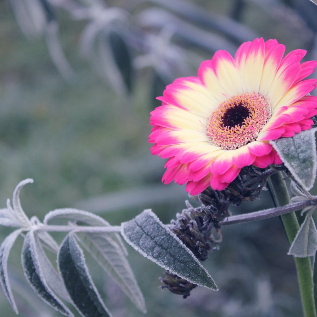 Бело-розовый цветок