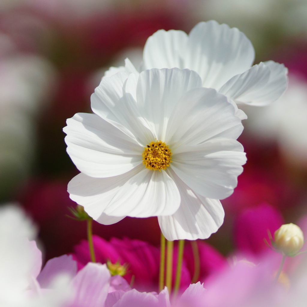 Белые цветки космеи