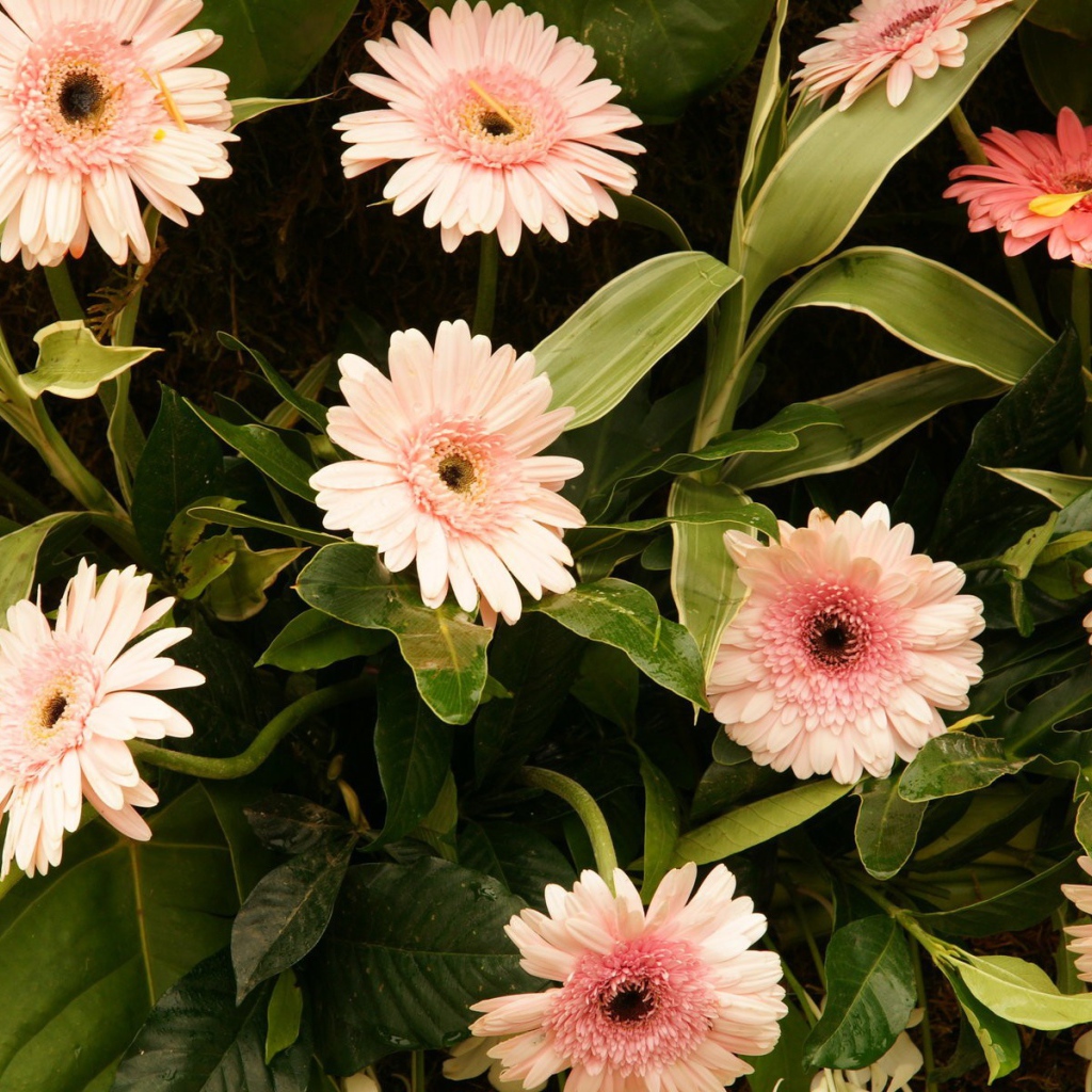 Бело розовые цветы