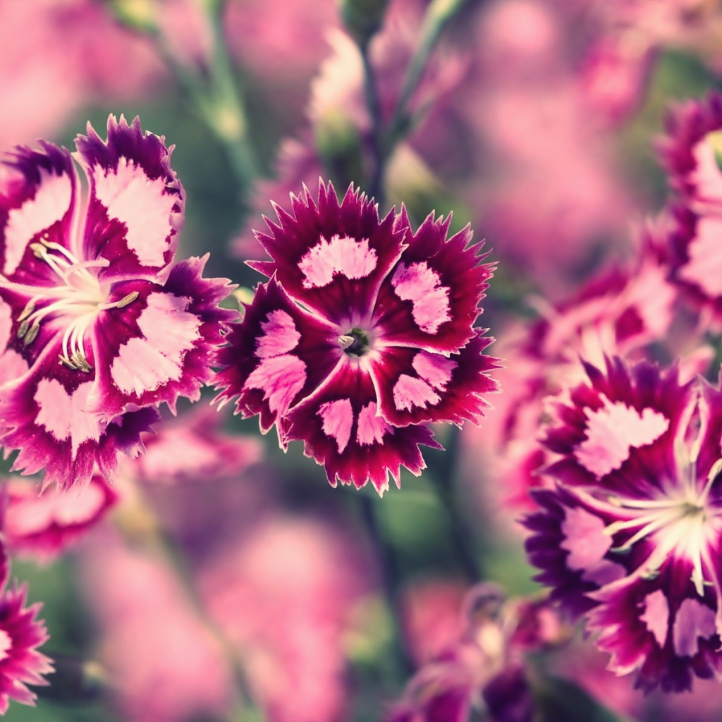 Бело розовые цветы весной