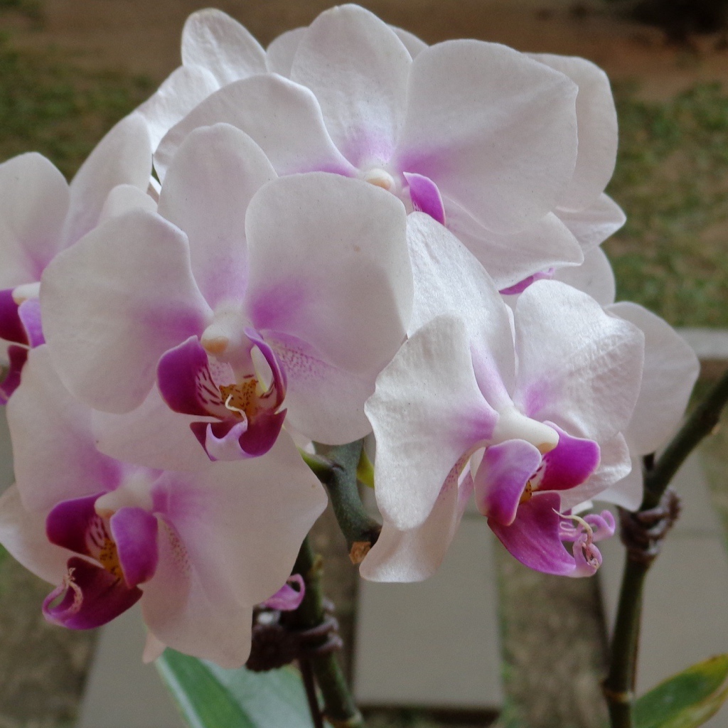 Бело розовые орхидеи