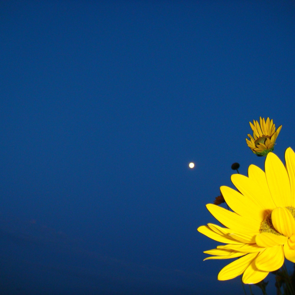 Желтый цветок на синем фоне