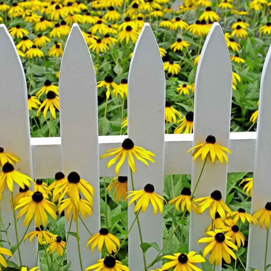 Желтые цветы у белого забора