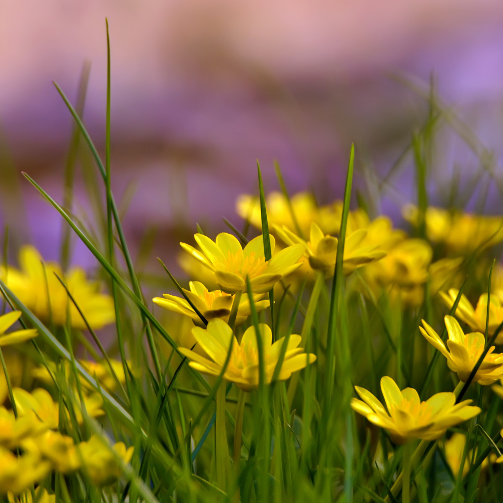 Желтые цветы на поляне