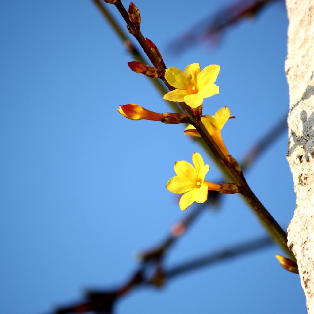Желтые цветы на ветке