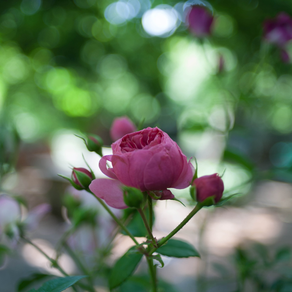 Молодой бутон розы