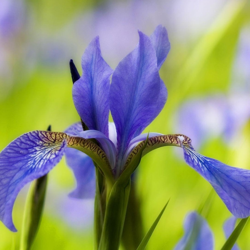 Ирис только распустился