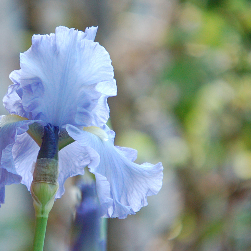 Голубой ирис