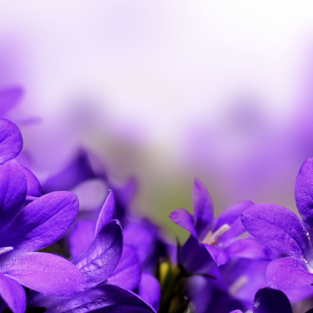 Цветы колокольчики