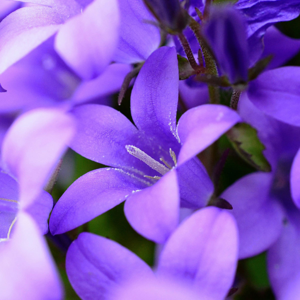 Фиолетовые колокольчики