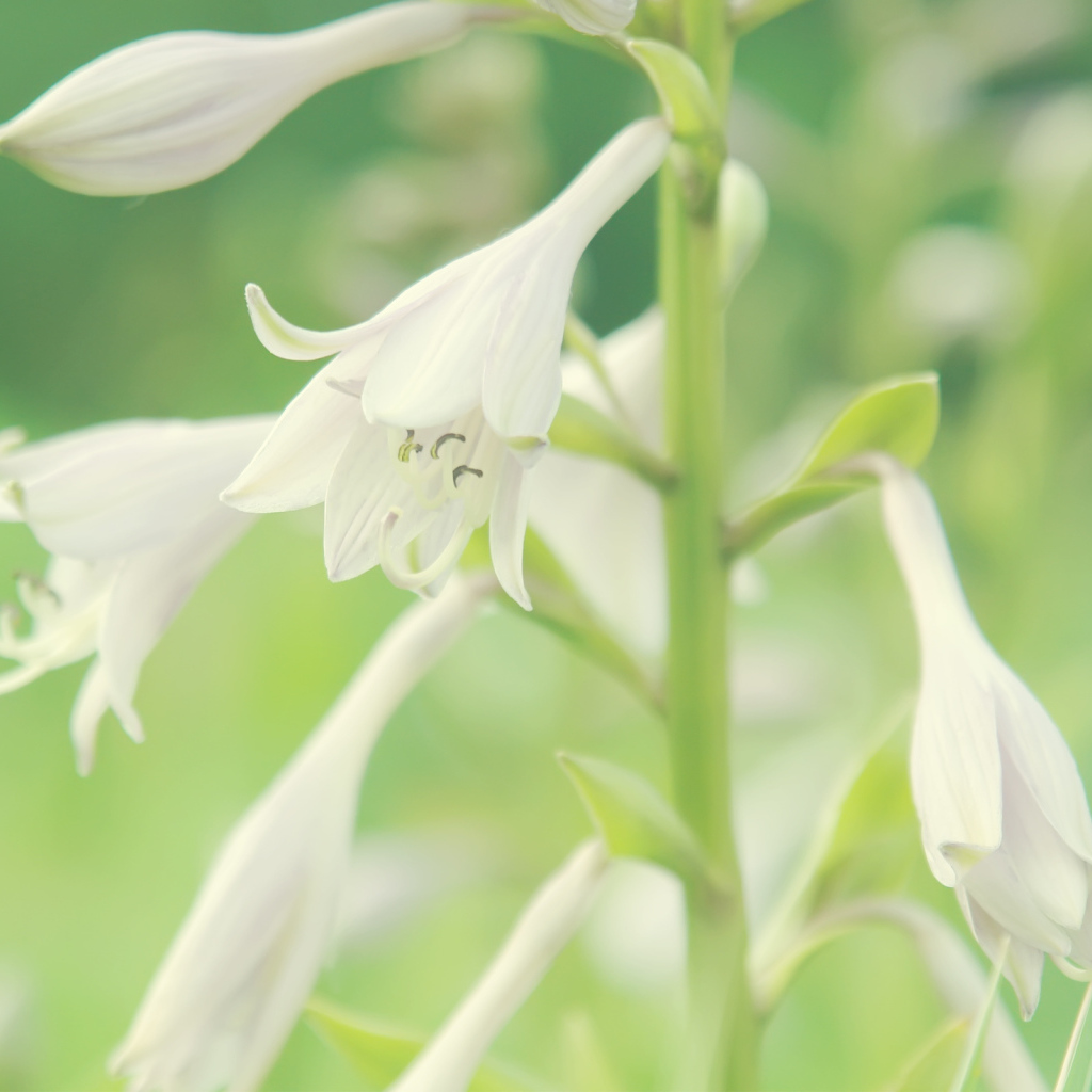 Белые колокольчики