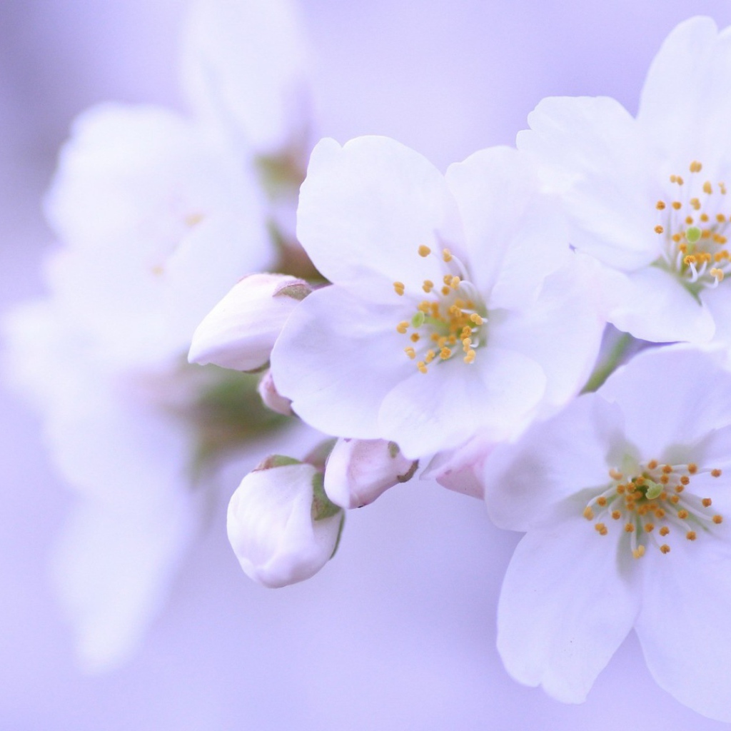 Яблоневый цвет