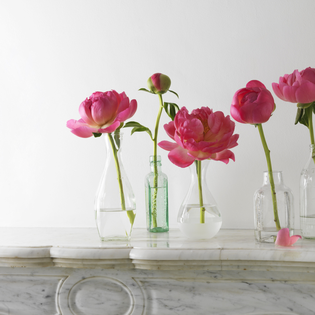 Красивые пионы