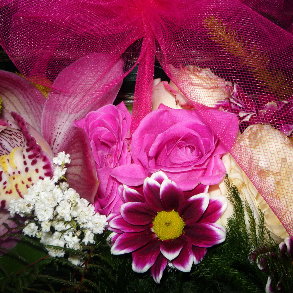 Цветы хризантема