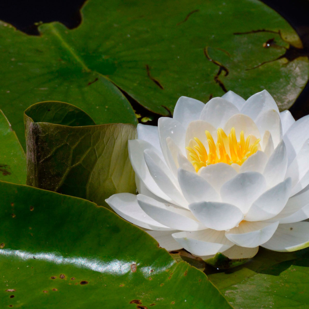 Цветок нимфея