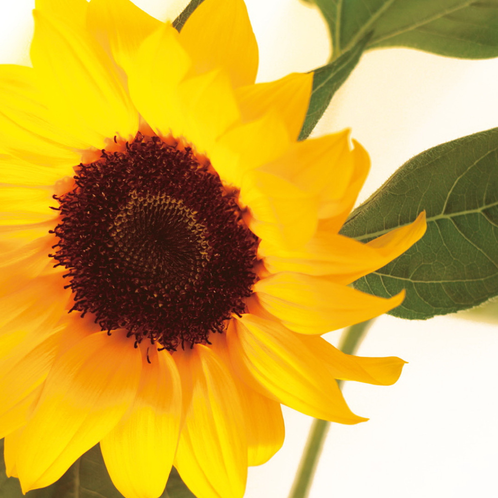 Цветок подсолнуха