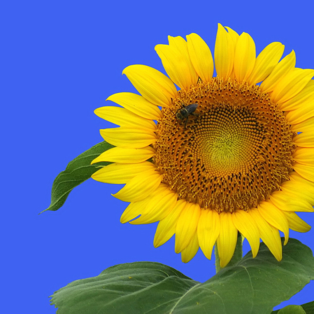 Цветочек подсолнуха