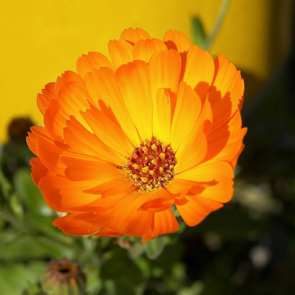 В саду красивые цветы календула