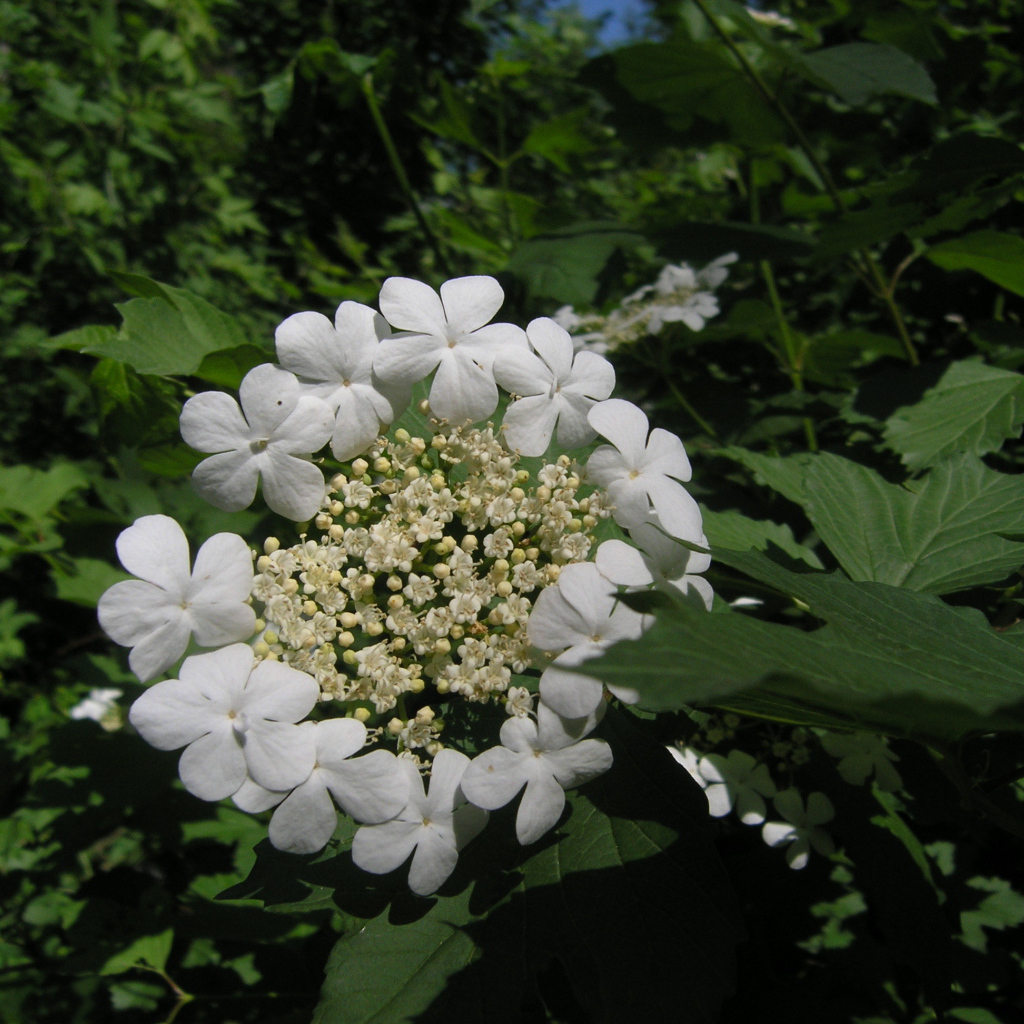 Растение резуха