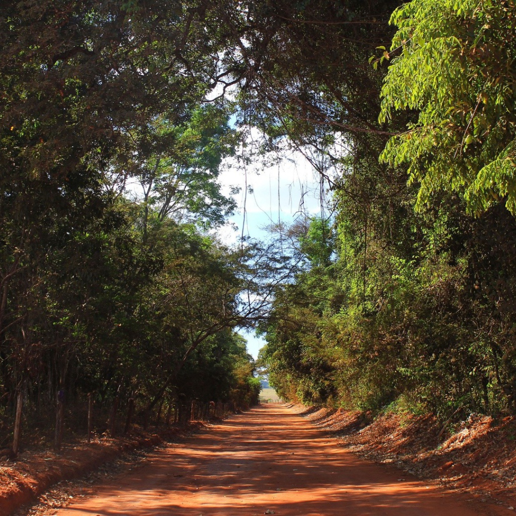 Аллея в лесу