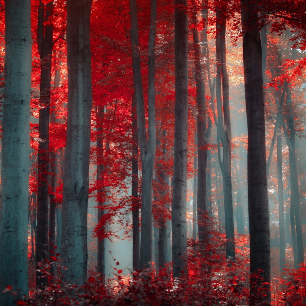 Осенний лес