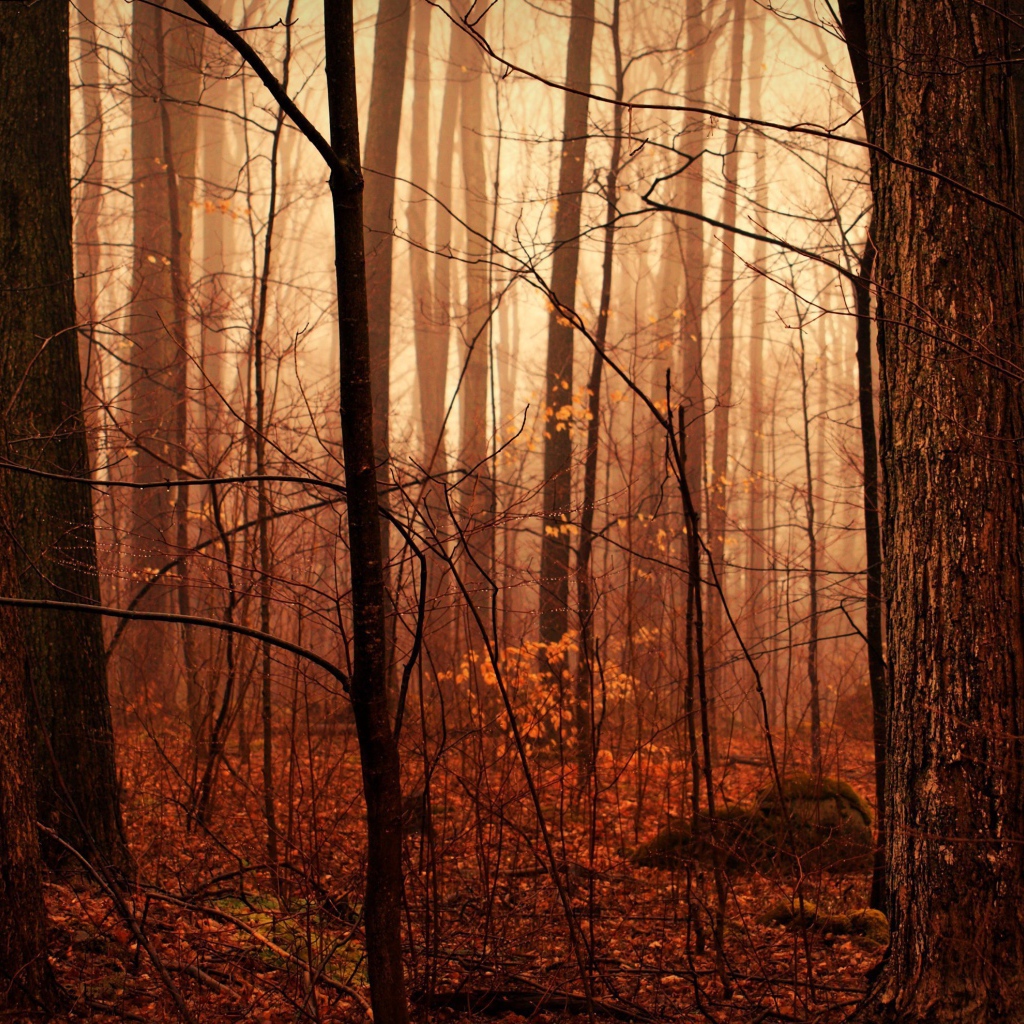 Осенний лес в тумане