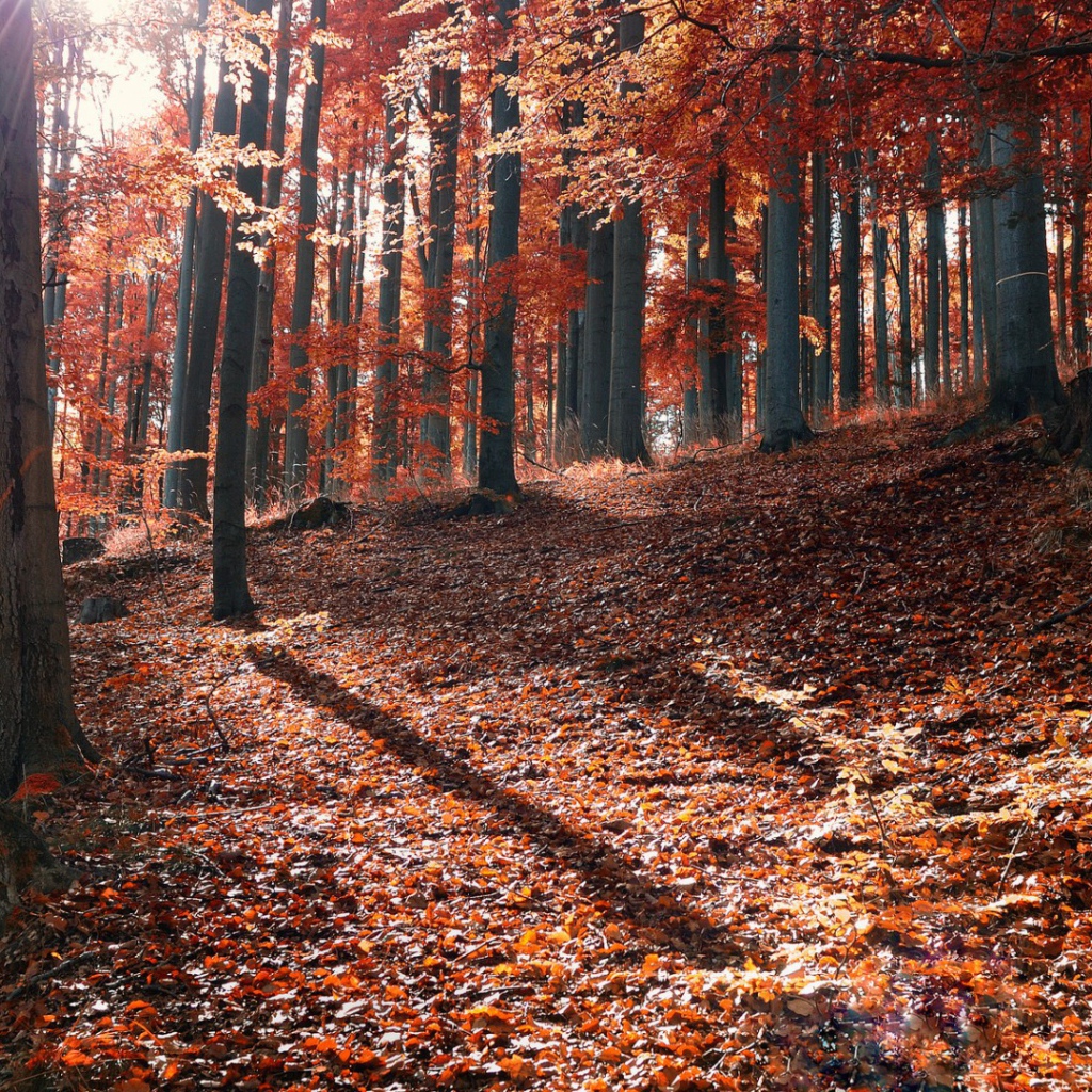 Осень в лесу