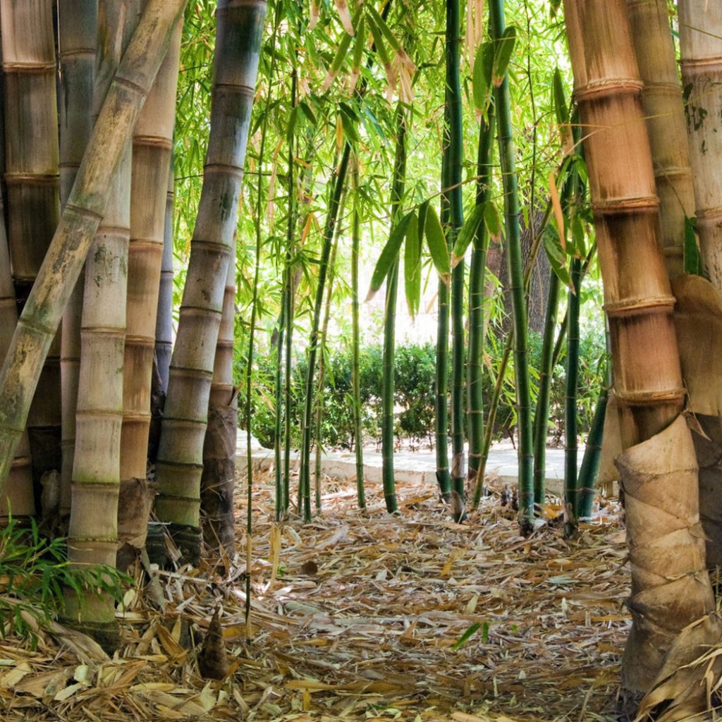 Бамбук на дикой природе
