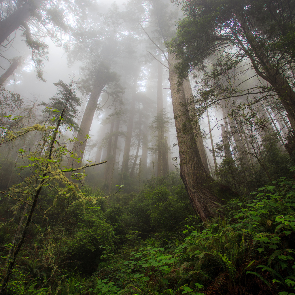 Красивый лес в тумане
