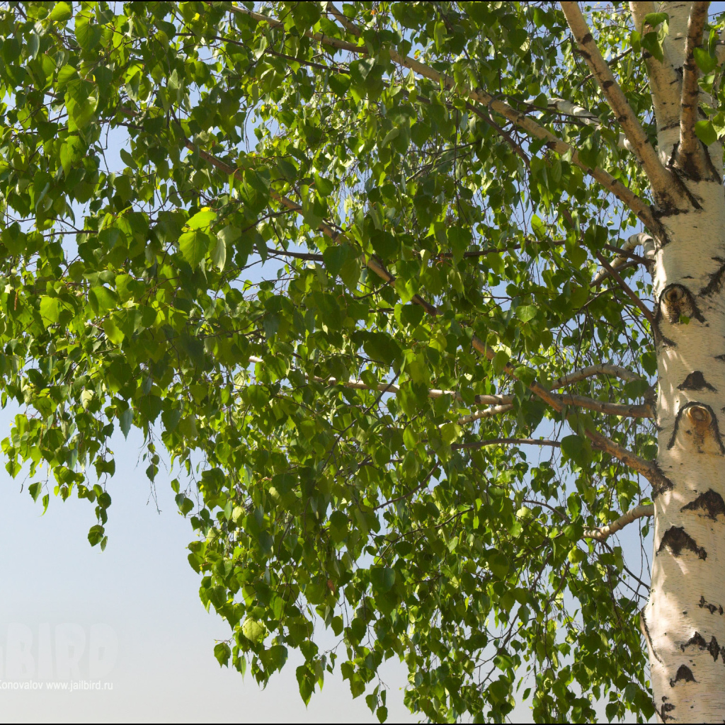 Береза на фоне неба