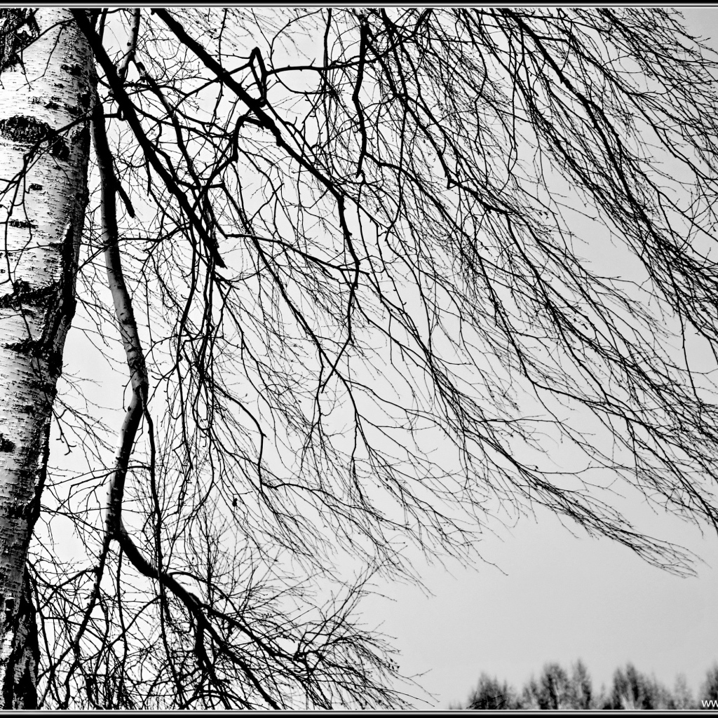 Береза зимой