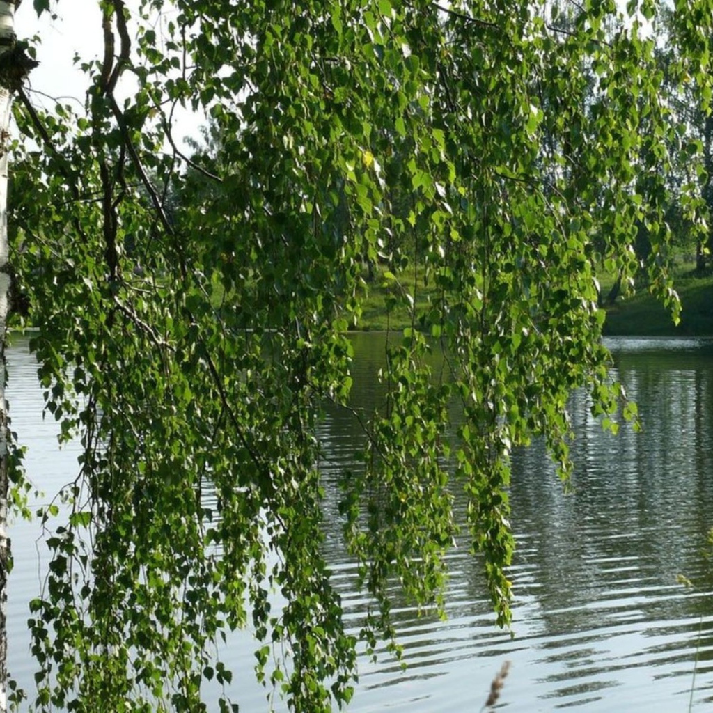 Береза на берегу реки