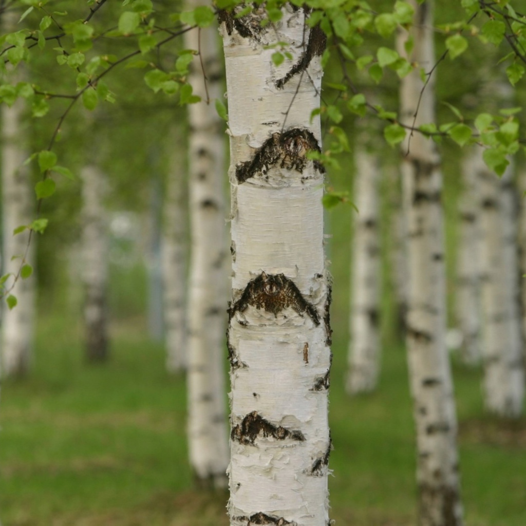 Березовая роща