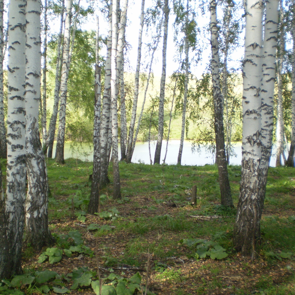Березовая роща у озера