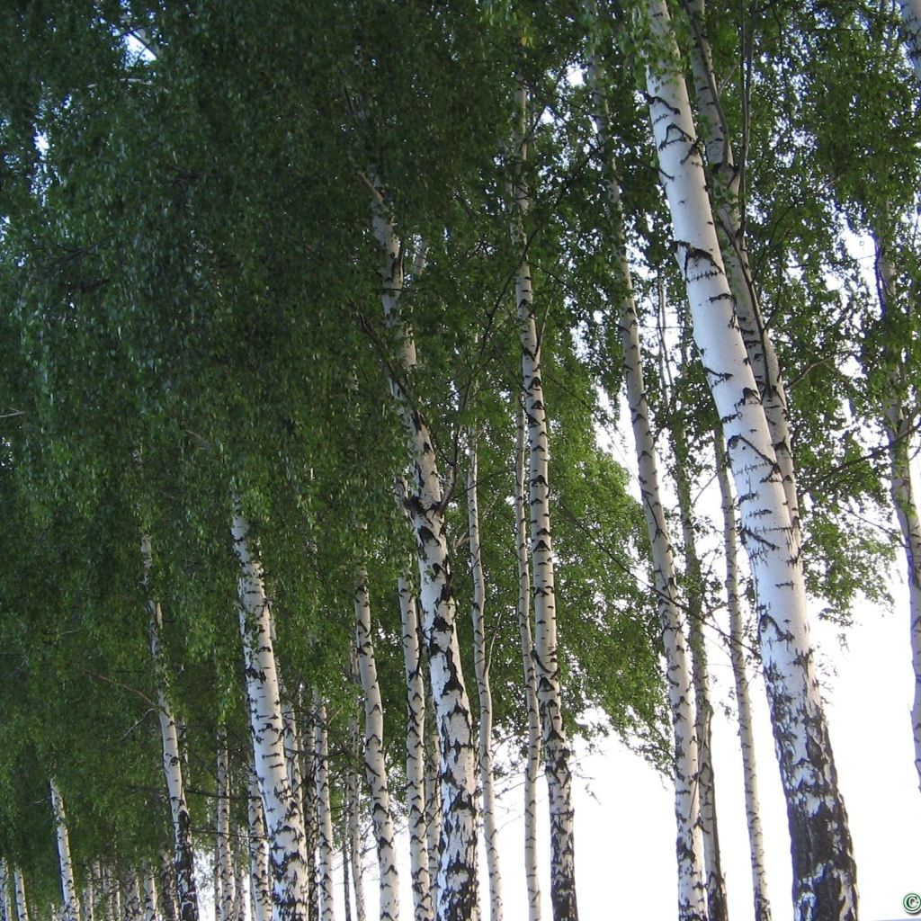 Кроны березовых деревьев