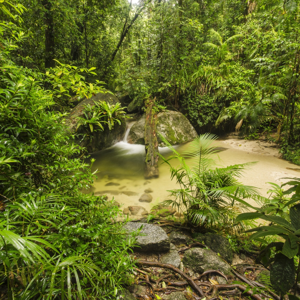 Густой тропический лес